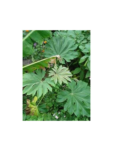 Tetrapanax papyrifera rex/ Plante à papier de riz