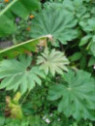 Tetrapanax papyrifera rex/ Plante à papier de riz