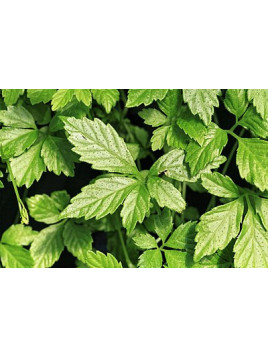 Thé de l'immortalité - Gynostemma pentaphyllum - Jiagoluan