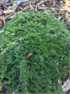 Thym serpollet - Thymus serpyllum 'Elfin'