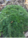 Thym serpollet - Thymus serpyllum 'Elfin'