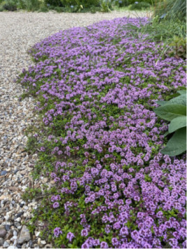 Thymus longicaulis / Thym rampant à longues tiges