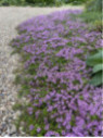 Thymus longicaulis / Thym rampant à longues tiges