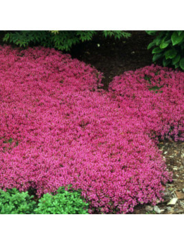 Thymus praecox serpolet / Thym rampant (précoce)