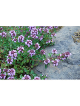 Thym rampant thymus polytrichus