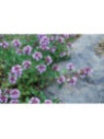 Thym rampant thymus polytrichus