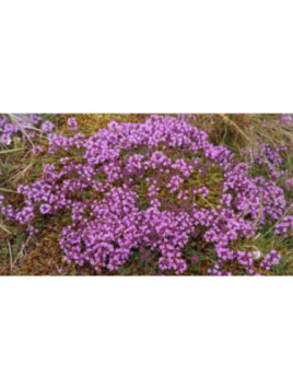 Thym rampant thymus polytrichus