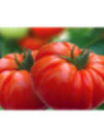 Tomate 'Buffalosteak' F1