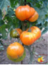Tomate 'Ananas'