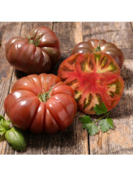 Tomate noire de crimée Black Krim