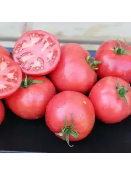 Tomate 'Rose de Berne'