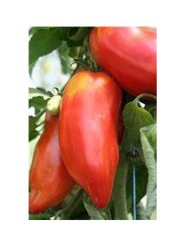 Tomate andine cornue