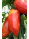 Tomate andine cornue