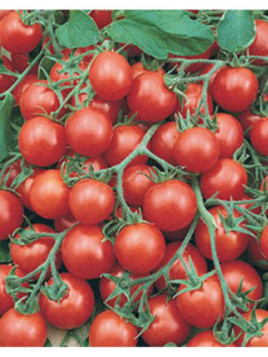 Tomate cerise 'Supersweet'