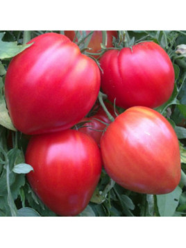 Tomate coeur de boeuf