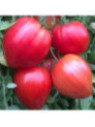 Tomate coeur de boeuf