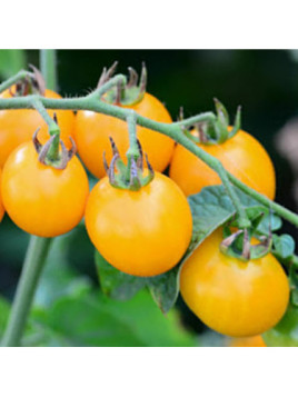 Tomate cerise 'Gold nugget'