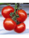 Tomate st pierre