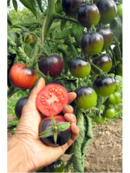 Tomate indigo rose