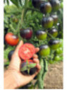 Tomate indigo rose