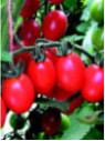Tomate cerise 'Tutti frutti'