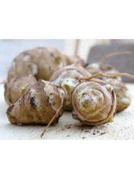 Helianthus tuberosus 'Topstar' / Topinambour