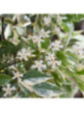 Trachelospermum jasm. variegatum  / Faux jasmin étoilé panaché
