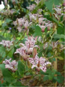 Tricyrtis hirta / Lis crapaud