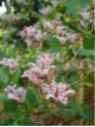 Tricyrtis hirta / Lis crapaud