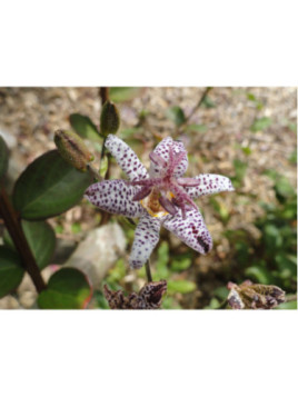 Tricyrtis hirta / Lis crapaud