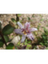 Tricyrtis hirta / Lis crapaud