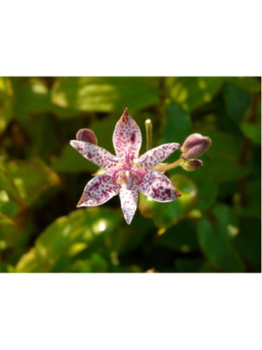 Tricyrtis hirta / Lis crapaud