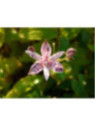 Tricyrtis hirta / Lis crapaud