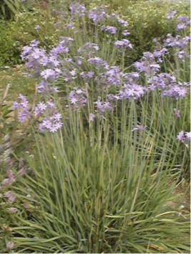 Tulbaghia violacea / Ail de l'Himalaya