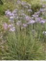 Tulbaghia violacea / Ail de l'Himalaya