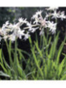 Tulbaghia alba / Ail de l'Himalaya blanche
