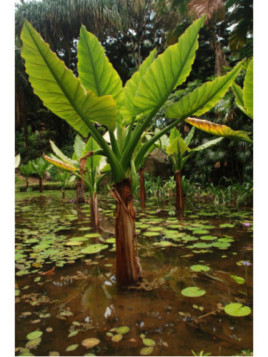 Typhonodorum lindleyanum / Alocasia d'eau (Bananier aquatique)