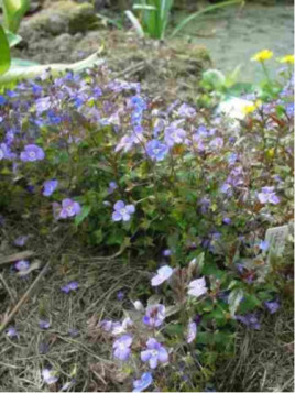 Veronica peduncularis 'Georgia Blue'