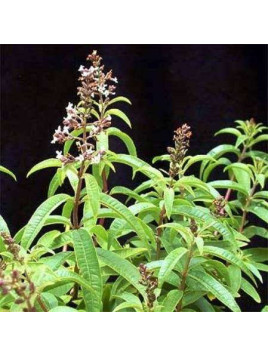 Verveine citronnelle - Aloysia citrodora