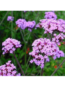 Verbena bonariensis 'Lollipop' / Verveine de Buenos Aires