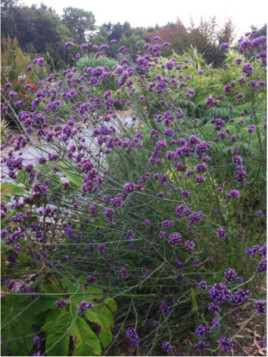 Verbena bonariensis / Verveine de Buenos Aires