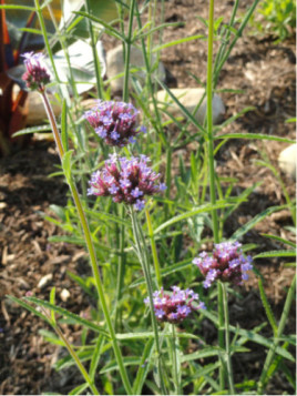 Verbena bonariensis / Verveine de Buenos Aires