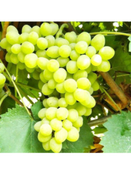 Vitis vinifera 'Angela' / Vigne (résistante aux maladies)