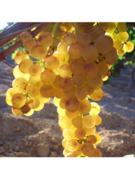 Vitis vinifera 'Goldberry' / Vigne (résistante aux maladies)