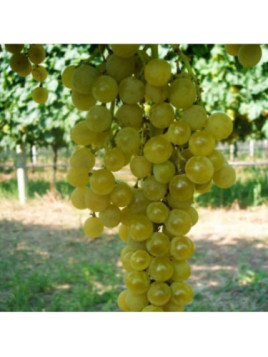 Vitis vinifera 'Goldlife' / Vigne (résistante aux maladies)