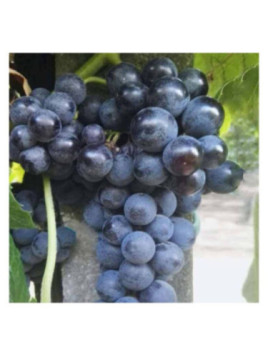 Vitis vinifera 'Isabella sans pépin' / Vigne (résistante aux mala