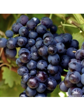 Vitis vinifera 'Bleu Garnier' / Vigne (résistante aux maladies)
