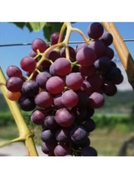 Vitis vinifera 'Suffolk Red' / Vigne