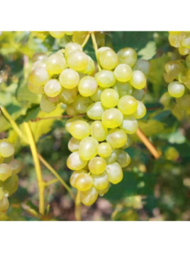 Vitis vinifera 'Teres' / Vigne (résistante aux maladies)