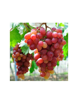 Vitis vinifera 'Zémira' / Vigne (résistante aux maladies)